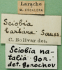 CollectionObject 1502004; 86620c9a-fff7-4776-b6bd-602c21cffea2: labels. (CollectionObject).
