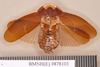 Lanxoblatta emarginata (Burmeister, 1838): Holotype, male, dorsal. BMNH(E)#878103. (Otu).