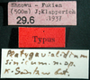 CollectionObject 1503573; f24e3ba4-b5aa-4c48-9be5-a25c7fd94842: labels (syntype). (CollectionObject).