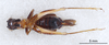 CollectionObject 2804107; FCE- GY 53, occurrenceID:- GY 53, 92ba37db-4da6-4815-8f1c-15185aff403d: Maldonado, Santiago Teijo. Female, ventral habitus. Facultad de Ciencias - UDELAR (FCE - GY 053). (CollectionObject).