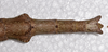CollectionObject 1598194; QM T246604, f25ba443-f74d-4cfe-b81a-ad7eb39949d7: copyright QM. female: end of abdomen, dorsal view (holotype). (CollectionObject).