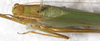 CollectionObject 1566633; NMW 21613, ee1d6efa-185e-4f52-9211-4136748f6dcf: male, dorsal view. (CollectionObject).