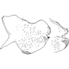 Pygofer, lateral view on Eurhadina (Singhardina) punjabensis Dworakowska, 1969: Pygofer, lateral view. (Observation).
