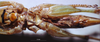 CollectionObject 1532848; b7348b81-d669-4f69-ab3d-4705a83334e4: female ventral view (paralectotype). (CollectionObject).