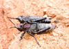 Dictyophorus (Tapesiella) griseus (Reiche & Fairmaire, 1849): Kouahou-Chekep's photo of Dictyophorus griseus (Reiche & Fairmaire, 1849), male and female, Bangou, West Cameroon; 20-XII-2024. (Otu).