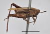 male (lateral view), lectotype (scale bar 5 mm). Depicts CollectionObject 1948939; d4379d7d-8a5d-41f4-bcb4-2e53ab698cc3, a CollectionObject.