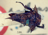 CollectionObject 1517880; 5c7beaa7-4ec9-405c-81e4-9b37024a7813, NHMUK010924409: male, dorsal view (holotype). (CollectionObject).