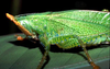 Copiphora brevicauda costaricensis Naskrecki, 2000: female (Costa Rica, Heredia Prov., La Selva). (Otu).