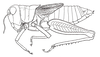 Baeacris talamancensis Rowell & Carbonell, 1977: Fig. 7. female habitus. (Otu).