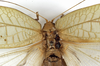 CollectionObject 1529733; 56738053-1ee8-455b-a7f7-dc78c1e24cb7: female pronotum, dorsal view (holotype). (CollectionObject).