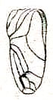 Dianemobius fascipes fascipes (Walker, 1869): Pl. VI, Fig. 67. male right tegmen (Nemobius nigro-signatus). (Otu).