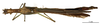 CollectionObject 1561313; 17c08d18-52a8-4d6b-ac32-4a9df2a87072: copyright MNHN, Paris. female (holotype). (CollectionObject).