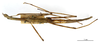 CollectionObject 1557999; aaf963fa-a5bc-4441-9ab2-083c20bbadfb: copyright MNHN, Paris. female Bacillus libanicus (syntype). (CollectionObject).;CollectionObject 1558000; f947db8e-6eb2-4abf-afbd-6120496f3f55: copyright MNHN, Paris. female Bacillus libanicus (syntype). (CollectionObject).
