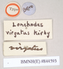 CollectionObject 1558952; NHMUK(SF IMPORT DUPLICATE) 844593, a590ea90-8017-456f-b307-7e7a42c838a9: copyright Natural History Museum, London. male, data labels of synonym Lonchodes virgatus (holotype). (CollectionObject).