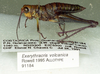 Exerythracris volcanica Rowell, 1995: female, lateral view (allotype). (Otu).