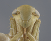 Head: !! display not done !! on Chlorotettix (Chlorotettix) viridius Van Duzee, 1892: Head/Face. (Observation).