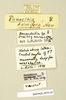 CollectionObject 1572844; 3f7a331d-b3d6-4132-a9b4-3245008e4c77: Copyright Natural History Museum, London. Labels from non-type (adult female) in BM(NH). (CollectionObject).