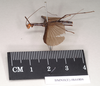 CollectionObject 1560624; 23d9c245-7722-4fab-8cdd-4135ed35bea9: copyright Natural History Museum, London. male, lateral view (syntype). (CollectionObject).;CollectionObject 1560625; 00609d64-931d-423a-968c-a8c5c1039d7a: copyright Natural History Museum, London. male, lateral view (syntype). (CollectionObject).
