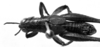 CollectionObject 1567236; 0015a382-bf13-4c78-996e-5ddac45e743d: male, dorsal view (syntype). (CollectionObject).