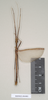 CollectionObject 1557036; NHMUK(SF IMPORT DUPLICATE) 844802, 575e1ed2-d63a-4c99-b8f5-7f5af21cf33e: copyright Natural History Museum, London. male (holotype). (CollectionObject).