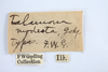 Other: !! display not done !! on Telamona modesta Goding, 1893: (Observation).
