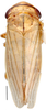 Athysanus argentarius, dorsal habitus (INHS). Depicts Habitus, dorsal view, an Observation.;Athysanus argentarius, dorsal habitus (INHS). Depicts Habitus, dorsal view, an Observation.