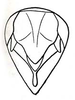 Lithidiopsis carinatus Dirsh, 1956: Fig. 22. male abdomen tip, dorsal view. (Otu).