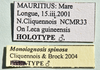 CollectionObject 1559914; ce5a0647-7815-4250-8099-b51abe49e650: copyright MNHN, Paris. male, type data (holotype). (CollectionObject).