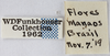 Other on Amastris maculata Funkhouser, 1922: (Observation).