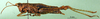 CollectionObject 1502299; a51ea567-260a-4486-8a80-1bb01799c157, DORSA BA000503S03: female, lateral view (syntype). (CollectionObject).