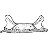 Pygofer, dorsal view: !! display not done !! on Empoasca (Empoasca) tetronis Ross, 1959: Apodemes I and II. (Observation).