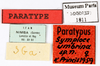 CollectionObject 1587657; MNHN(SF IMPORT DUPLICATE) MNHN-EP-EP1811, 0ffccb15-31c4-4b57-a221-07507755b7ca: CC BY-NC-ND 4.0/MNHN - Depraetere Marion - 2014. Paratype, female, of umbrina Princis, 1963. Specimen number: MNHN-EP-EP1811. http://coldb.mnhn.fr/catalognumber/mnhn/ep/ep1811. (CollectionObject).