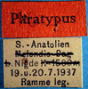 CollectionObject 1578526; 080bd18b-e7e9-47f3-8b28-50c83c9193a9: labels (paratype of Tettigonia turcica). (CollectionObject).