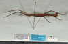 CollectionObject 1598199; be44d789-af3a-4b3e-9915-e9bd98223e90, QM T246608 / T246609: copyright QM. male, lateral view (paratype). (CollectionObject).