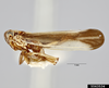 Habitus, lateral view: !! display not done !! on Nothodelphax slossoni (Ball, 1903): (Observation).
