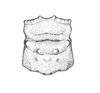 Mezentia gibbera Stål, 1878: Fig. 1. male pronotum, dorsal view. (Otu).