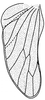Hind wing on Caetana pulchra Domahovski, Gonçalves, Takiya & Cavichioli, 2019: Male holotype [DZUP]: hind wing. (Observation).