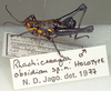 CollectionObject 1524799; 876af9c9-4e79-4e39-916a-ffab8fe92984: male (holotype). (CollectionObject).