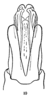 Aedeagus, ventral view on Carthaeomorpha balloui Metcalf & Bruner, 1948: (Observation).