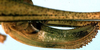Poecilimon erimanthos Willemse & Heller, 1992: female ovipositor (paratype). (Otu).