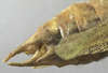 CollectionObject 1541893; 83c567be-17fb-436c-8aed-60b12210364c: male cerci (syntype). (CollectionObject).