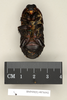 CollectionObject 1552820; 287e5995-cf10-4979-ac58-e291bbea025b: Copyright Natural History Museum, London. Holotype (adult female) in BM(NH). Ventral view. (CollectionObject).