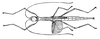 CollectionObject 1559837; b08acc53-266d-41ae-8df7-6a637176c6db: original publication. female (holotype). (CollectionObject).