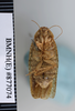 CollectionObject 1552805; NHMUK(SF IMPORT DUPLICATE) BMNH(E) 877704, b1152565-dfa6-4404-815c-cc875ac1770b: Copyright NHM, London. Holotype female, ventral view. (CollectionObject).