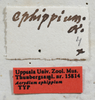 labels (syntype of Acrydium ephippium). Depicts CollectionObject 1597480; UZIU Thunberg Collection nr 15814, db56106a-6a38-4972-9fbd-e4c0ab9d80a7, a CollectionObject.