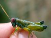 Propedies bilobus (Giglio-Tos, 1897): male (Colonias Menonitas, Ruta Transchaco, Paraguay). (Otu).