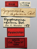 CollectionObject 1580383; 949e2316-2625-4b7d-9291-105360d11a19: labels (paralectotype). (CollectionObject).