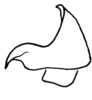 Aleuas vitticollis Stål, 1878: Fig. 34I. epiphallus, lateral view. (Otu).