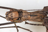 CollectionObject 1558659; NMW 147, 535edfe2-1d98-4047-a27d-4804d7e91d0c: copyright NMW. female: head & thorax, dorsal view (holotype). (CollectionObject).
