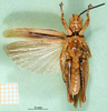 CollectionObject 1501193; e82e4aa1-6753-4f95-af71-29c2d316db52: male, ventral view (syntype). (CollectionObject).